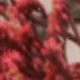 Red Lover Grass