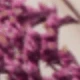 Rose-red Love Grass