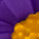 Purple + Yellow