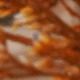 Orange Lover Grass
