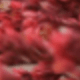 Red Lover's Grass