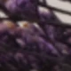 Purple Love Grass