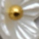 15 زهرة مستديرة
