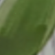 淺綠色