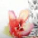 彩色