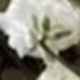 Green Stem With White Starry Sky