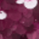 Red Violet