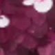 Red Violet
