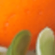 Orange Vine