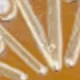 صدفة بحرية كبيرة