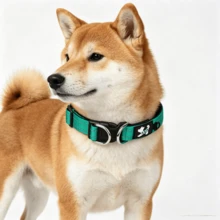 舒適加厚反光寵物項圈，配備雙D型環，適合小型犬與中型犬。柔軟氯丁橡膠內裡，觸感舒適且不磨損毛髮；耐用聚酯纖維織帶，夜間出行反光顯眼；雙D型環分散拉力，可承受較大拉力而不斷裂 - 綠色 - 查看 9