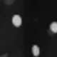 Negro-261