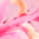 粉黛扶桑花