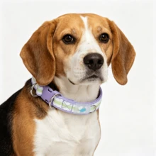 Bequemes gepolstertes Haustierhalsband, Hundehalsband mit doppeltem D-Ring, geeignet für kleine und mittlere Hunde. Bequemes Neoprenfutter, weiche Textur und angenehmer Griff, keine Abnutzung des Fells; langanhaltend Polyesterband; doppelte D-Ringe verteilen die Spannung, können größeren Zugkräften standhalten ohne zu brechen - Mauve - Übersicht 5