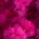 Rose Red Baby's Breath