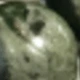 Sparrow
