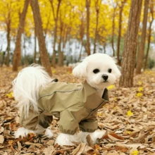 1pc Pet Handsome Windproof Outdoor Jacket, Dog Clothes For Small And Medium Dogs, Teddy, Bichon, Schnauzer - Olive Green - View 1