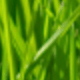 VETIVER