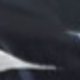 泳鏡