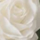 Eucalyptus Rose - White