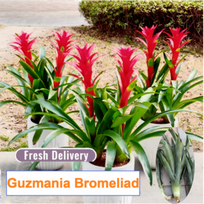 Guzmania Lingulata Young Live Plant, Natural Bromeliad Seedling, Ideal For Indoor Potted Plant Decoration And Beginner Gardener