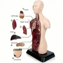 Human Organ Textbook Model, Human Organ Model, Medical Decor, Christmas Gift, Medical Model, Home Decor - Human Organ Textbook Model - View 4