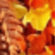 Autumn Colors