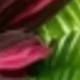 Red and Green Intertwined