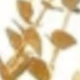 Golden Eucalyptus