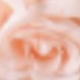 60 Heads Of Eucalyptus Rose Vines - Light Pink