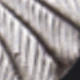 فتاة النصر