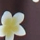 彩色