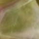 Pearl Lotus a