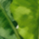 植物A款