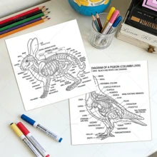 Veterinary Anatomy Coloring Book For Adults, Farm & Companion Animal Skeleton Organ Diagram Coloring Pages, Dog Cat Pig Rabbit Chicken Fish Anatomical Study Workbook For Vet School Students ﻿ - Coloring Book - View 9