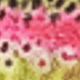 Multicolor