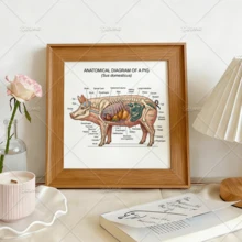 Veterinary Anatomy Coloring Book For Adults, Farm & Companion Animal Skeleton Organ Diagram Coloring Pages, Dog Cat Pig Rabbit Chicken Fish Anatomical Study Workbook For Vet School Students ﻿ - Coloring Book - View 6