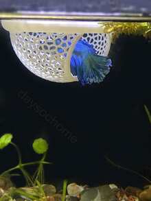 1pc 3D Printed PLA Material Betta Fish Resting Floating Bed, Mini Cave And Fish Hammock, Small Fish Feeding Ring, Aquarium Mesh Decorative Accessory - A - View 8
