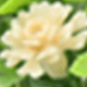 White Pot - White Flowers