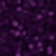 Bold Plum