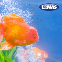 Lomas Premium Food For Betta Fish With 8 Grams - Multicolor - View 2