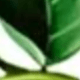 彩色