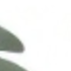 متعدد الألوان