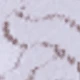 White-230