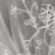 White Branches