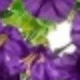 紫藍色