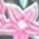 Pink Flowers