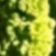 Yellow-green Hanging Rice