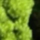 Green Hanging Rice