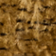 خردل الأصفر